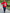 Delta Sigma Theta Red Short Sleeve Sweatshirt