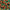FAMU Set